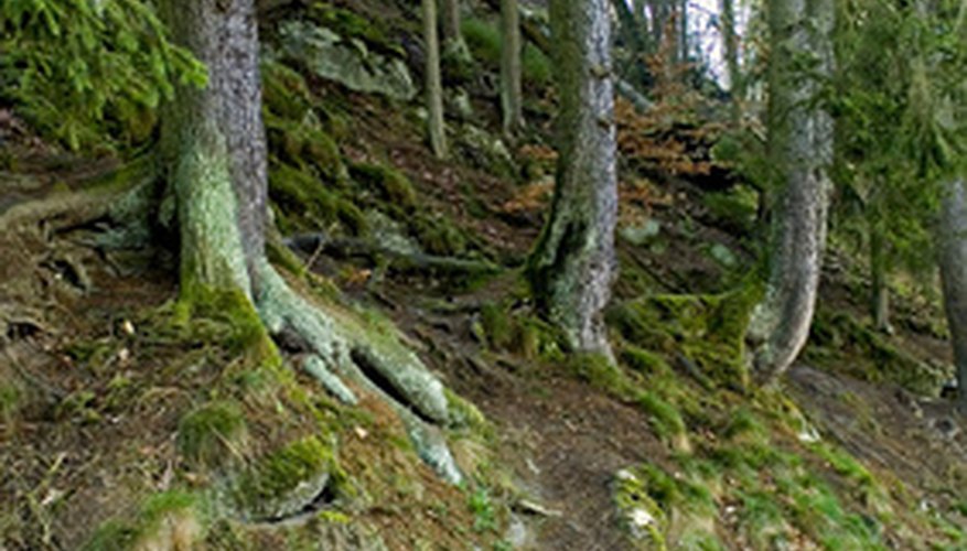 Erosion can expose the roots of trees growing on hills. Erosion can expose the roots of trees growing on hills.