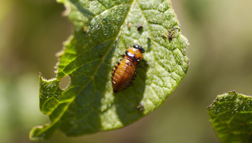 Sevin works well for killing beetles. Sevin works well for killing beetles.
