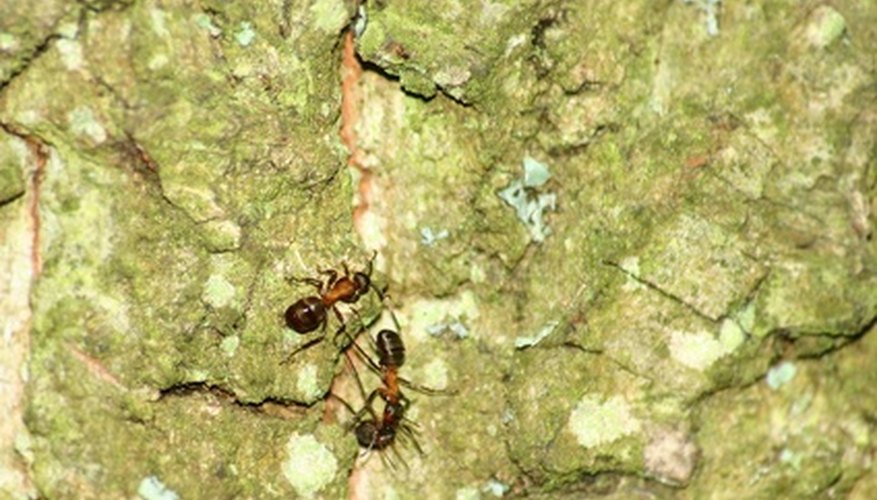 There are a number of ways to get rid of ants naturally. There are a number of ways to get rid of ants naturally.