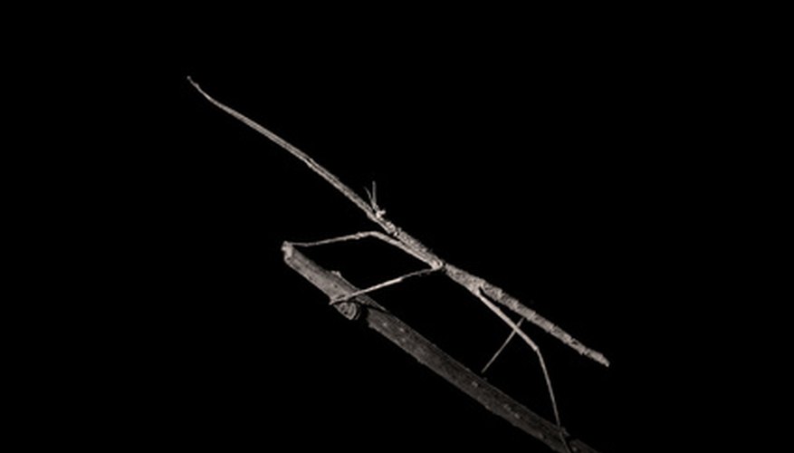 Walking sticks are narrow and tough, like pine needles. Walking sticks are narrow and tough, like pine needles.