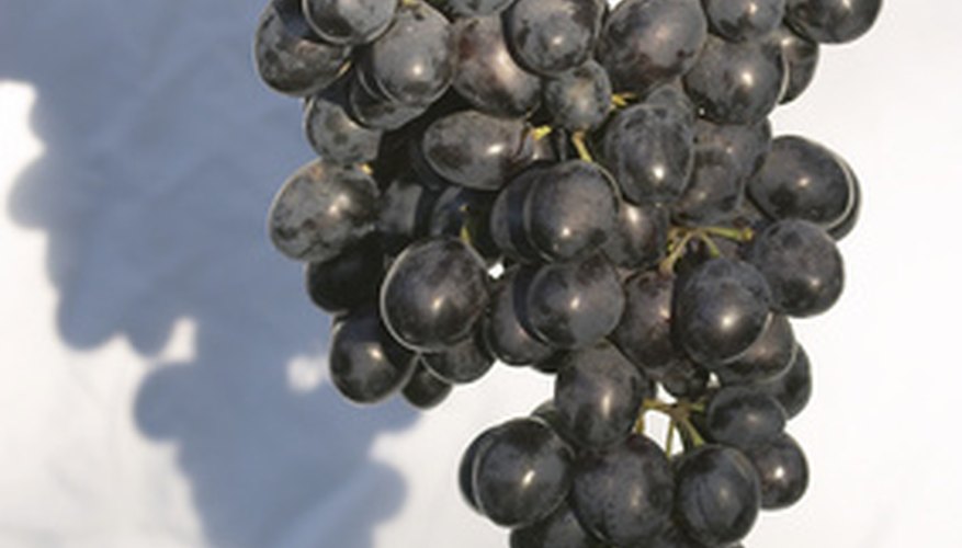 how-to-prune-concord-grapes-garden-guides