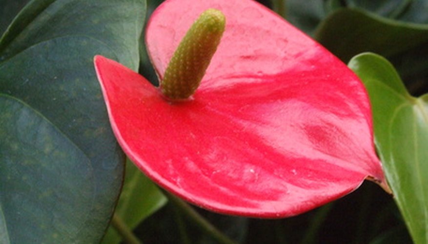 A fragrant tropical ginger lily. A fragrant tropical ginger lily.