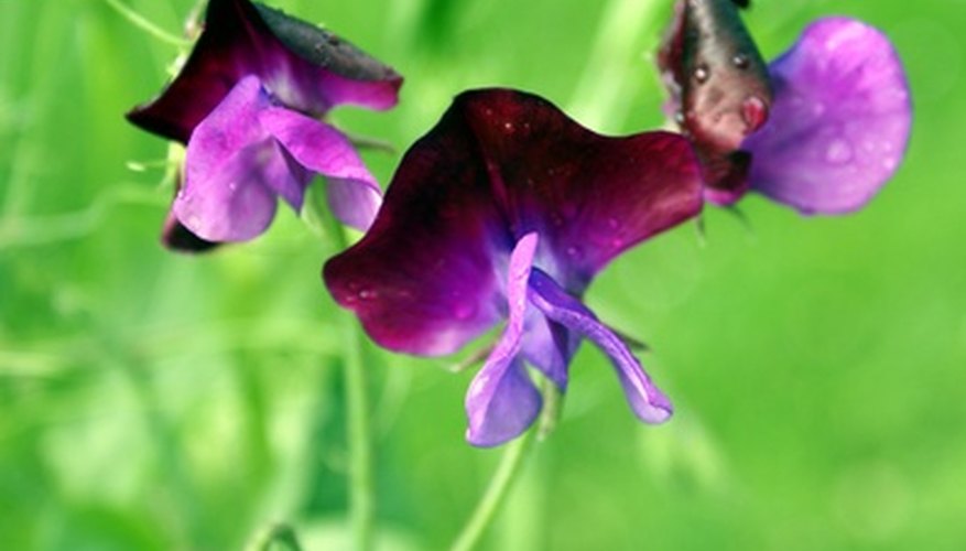 Pea flowers have a distinctive shape that includes a large petal at the top called the banner. Pea flowers have a distinctive shape that includes a large petal at the top called the banner.
