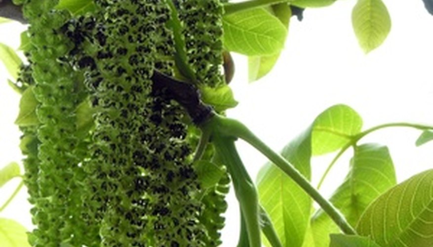 Black walnut trees have compound leaves. Black walnut trees have compound leaves.