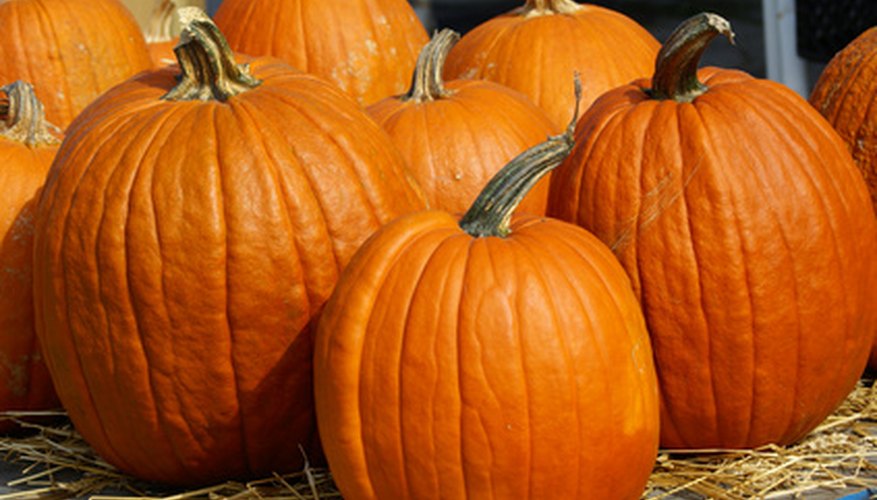 Pumpkins are the close kin of zucchini, gourd and squash. Pumpkins are the close kin of zucchini, gourd and squash.