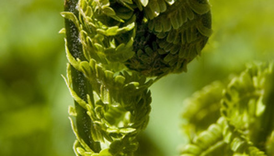 Fiddlehead Fiddlehead