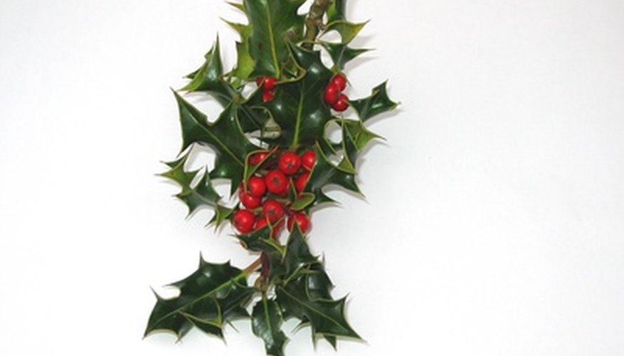 Spiny holly sprig Spiny holly sprig