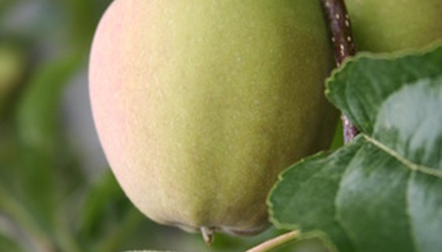 Apples are ready to harvest at various times of the season. Apples are ready to harvest at various times of the season.