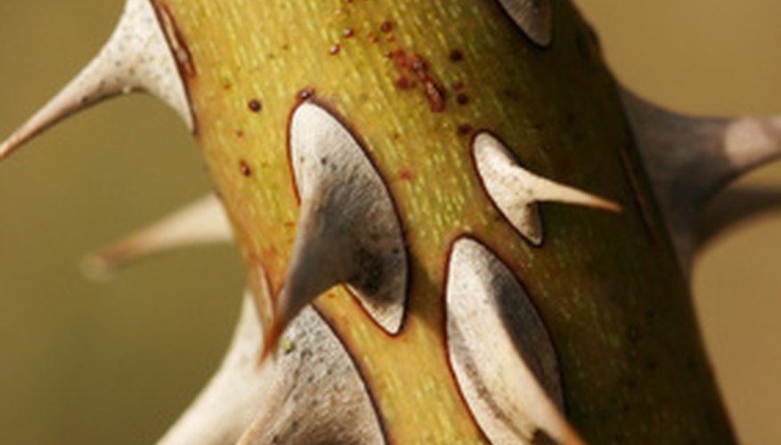 Thorns Thorns