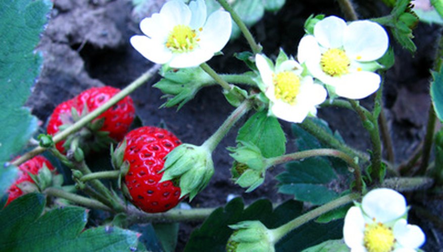 How to Plant Strawberries in Ohio | Garden Guides