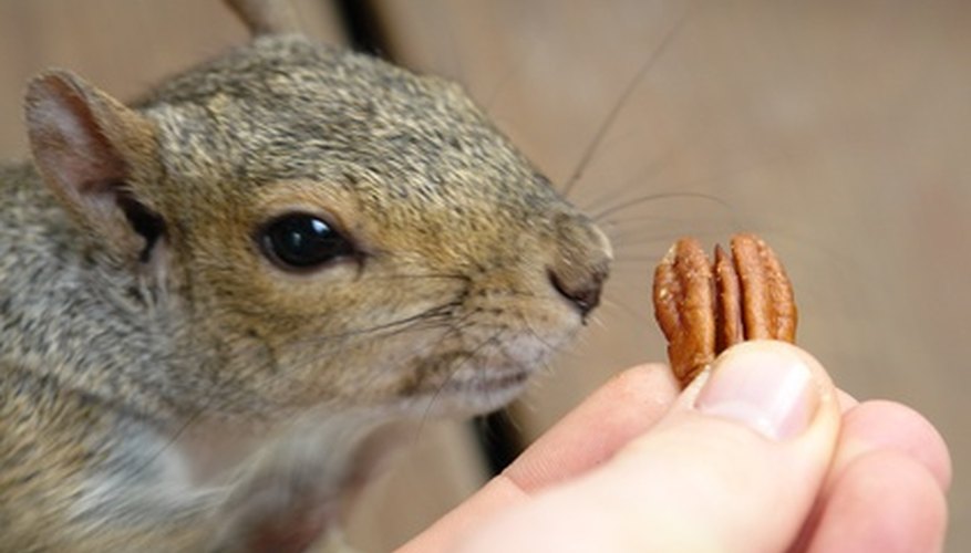 Animals like squirrels find pecan nuts hard to resist. Animals like squirrels find pecan nuts hard to resist.