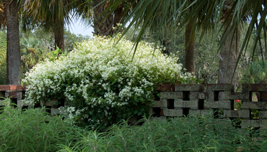 Flowers cascading over a wall create a focal point. Flowers cascading over a wall create a focal point.