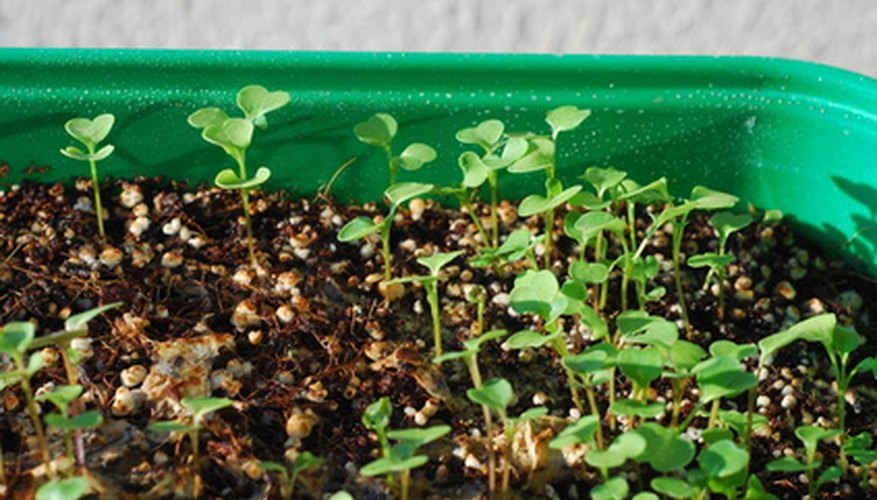 Begin seeds indoors for a head start on spring gardening Begin seeds indoors for a head start on spring gardening
