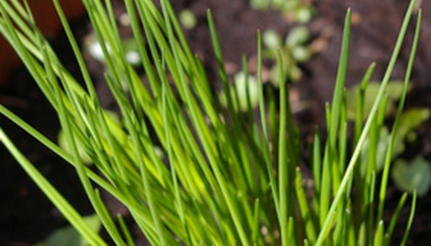 How to Plant Chive Bulbs Garden Guides