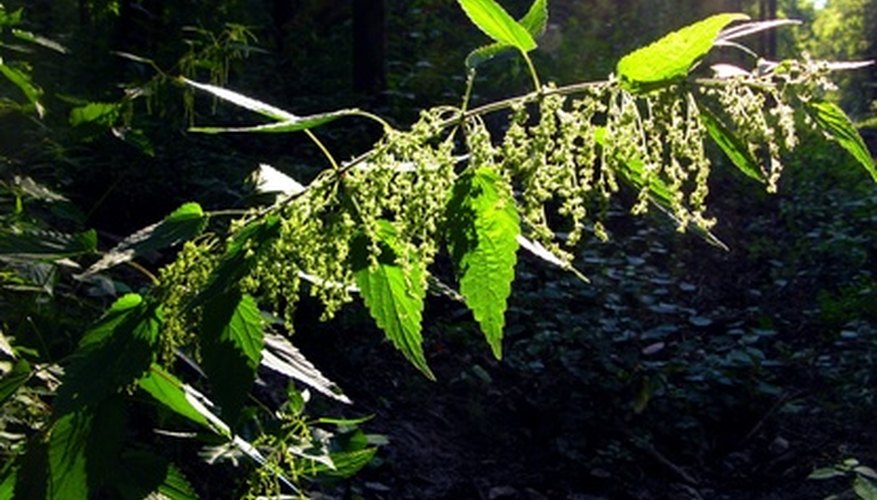 Florida's stinging nettle (Urtica dioica) Florida's stinging nettle (Urtica dioica)