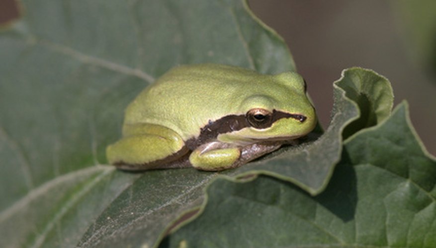 American tree frog American tree frog