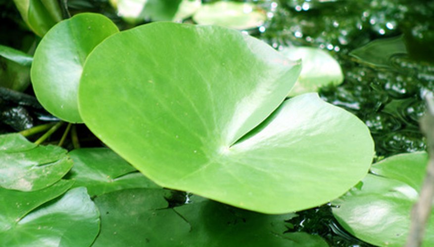 Aquatic plants have adapted to survive in a challenging aquatic environment. Aquatic plants have adapted to survive in a challenging aquatic environment.