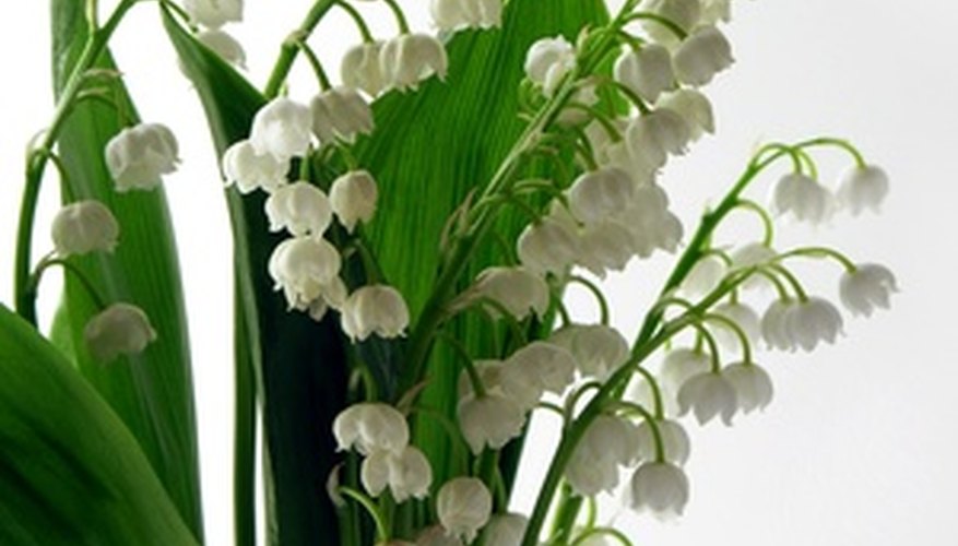 Lily of the valley is often used in wedding bouquets. Lily of the valley is often used in wedding bouquets.