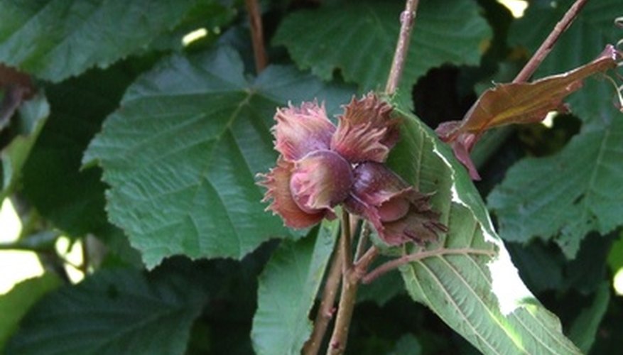 Hazelnuts in the husk on the tree Hazelnuts in the husk on the tree