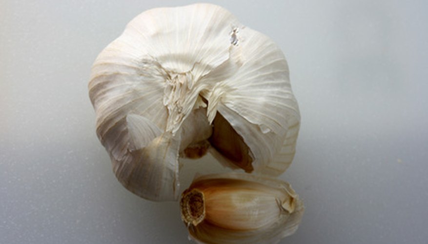 Bulbs like garlic are able to generate new plants, a lot like seeds. Bulbs like garlic are able to generate new plants, a lot like seeds.