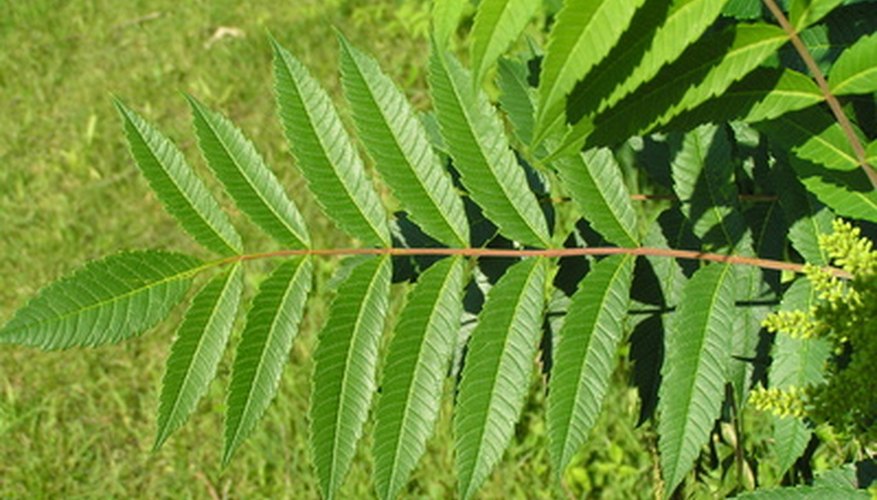 Common Plants With Compound Leaves