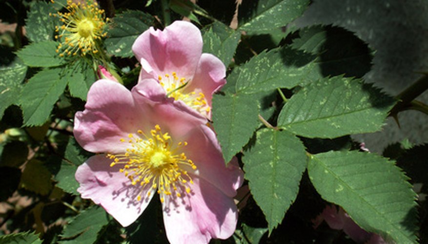 Wild roses have five petals. Wild roses have five petals.