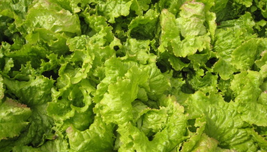 Grow your lettuce from last year's seeds. Grow your lettuce from last year's seeds.