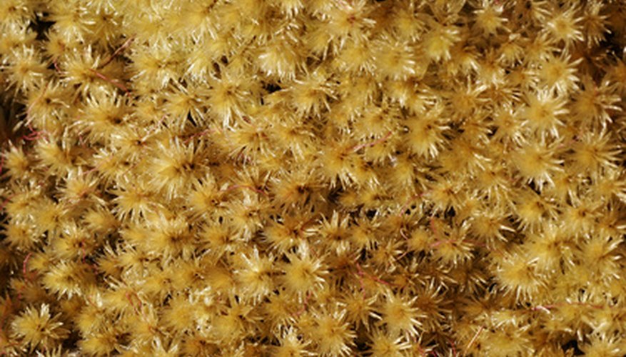 Canada has 40,000 acres of bogs which produce sphagnum peat moss. Canada has 40,000 acres of bogs which produce sphagnum peat moss.