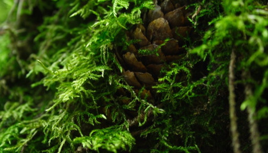Evergreen moss Evergreen moss