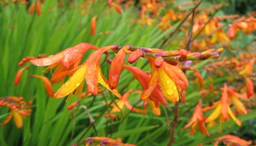 Montbretia make good cut flowers for indoor vases. Montbretia make good cut flowers for indoor vases.