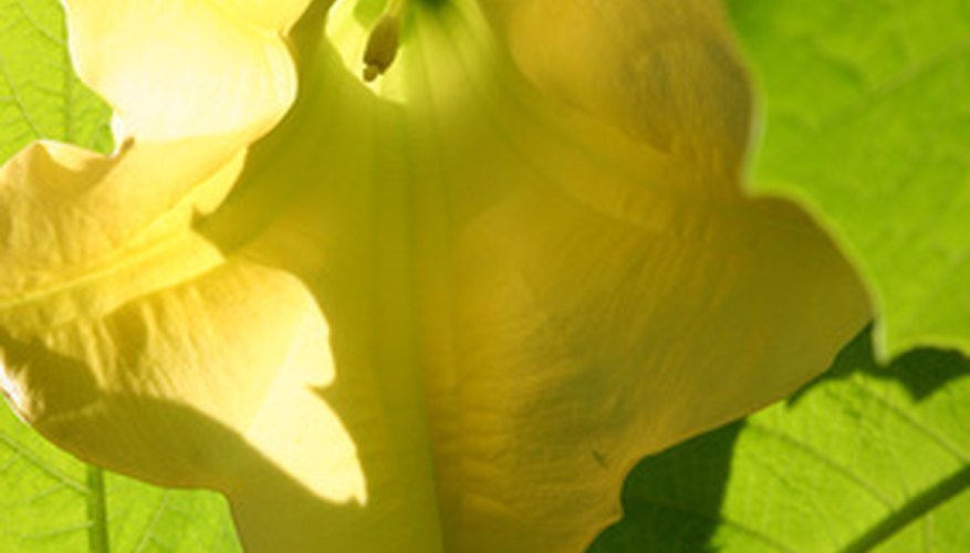 Angel's trumpet plant Angel's trumpet plant
