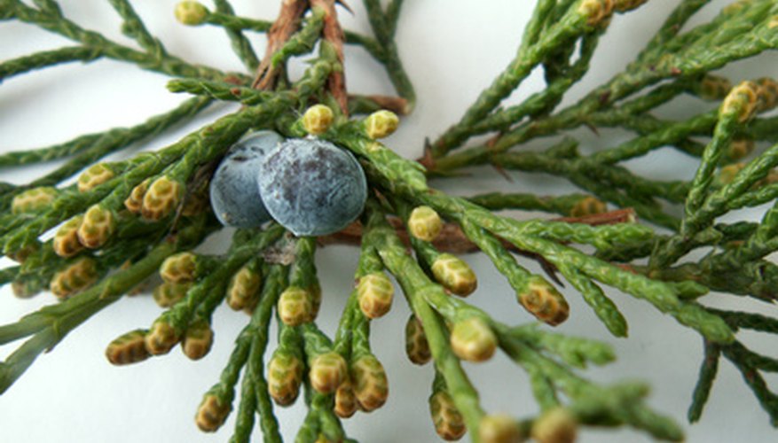 Choose shrubs with extra interest for an espalier. Choose shrubs with extra interest for an espalier.