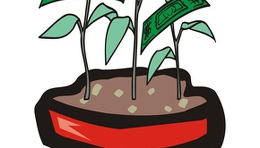 Does the money tree plant bring abundance and good fortune? Does the money tree plant bring abundance and good fortune?