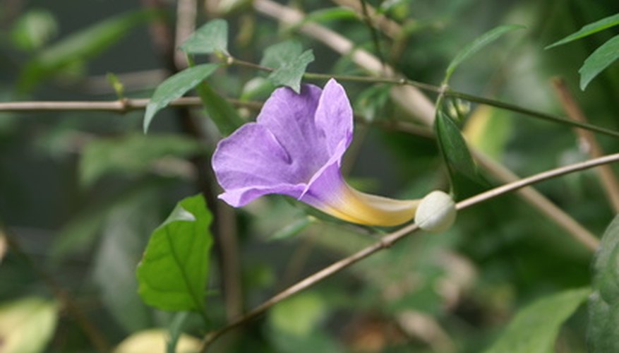 Violet trumpet vine does very well in low light. Violet trumpet vine does very well in low light.