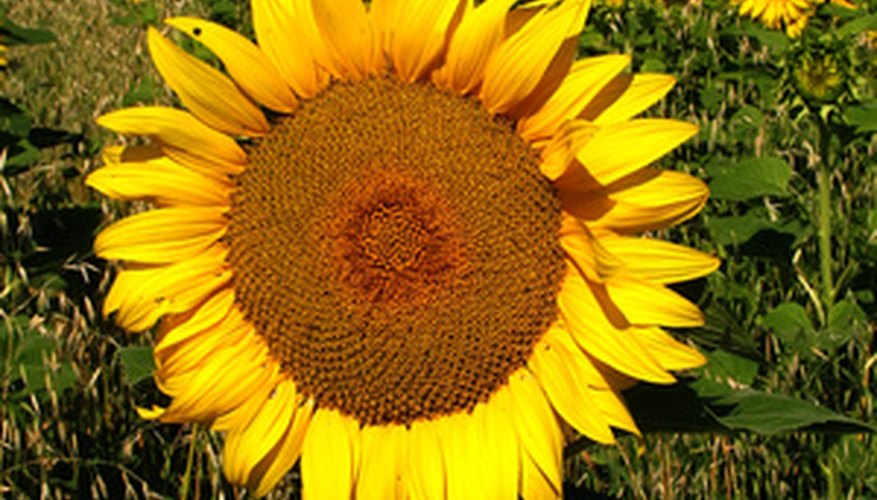 can-you-put-sunflower-seeds-in-water-to-germinate-them-quicker