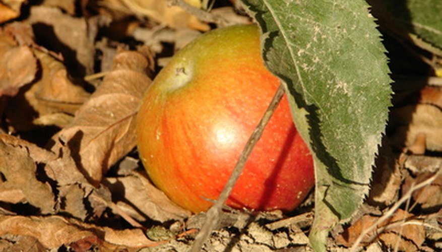 Signs of apple tree diseases usually appear on the tree's leaves. Signs of apple tree diseases usually appear on the tree's leaves.