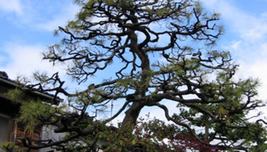 The Japanese black pine tree is easy to grow. The Japanese black pine tree is easy to grow.