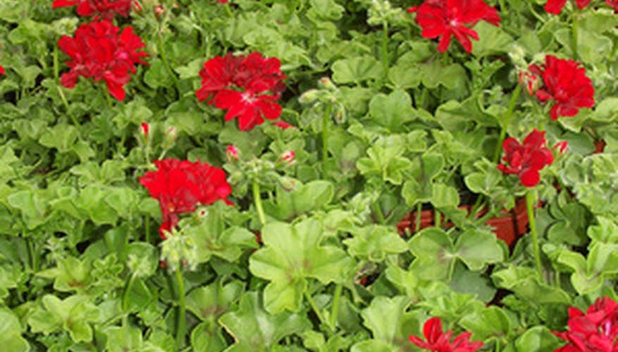 Snipping off old flower heads hastens the production of new flowers. Snipping off old flower heads hastens the production of new flowers.