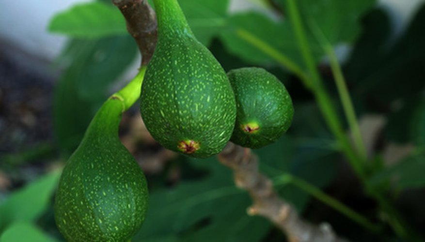 Some ficus tree varieties bear figs. Some ficus tree varieties bear figs.
