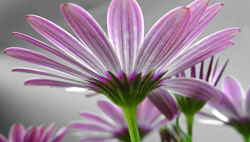 Daisies are easy to grow. Daisies are easy to grow.