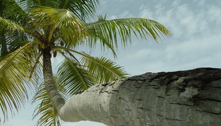 Coconut palm trunks sometimes are bent or curved. Coconut palm trunks sometimes are bent or curved.