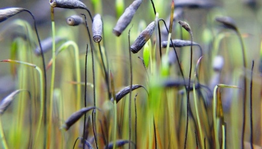 Mosses produce spore capsules Mosses produce spore capsules