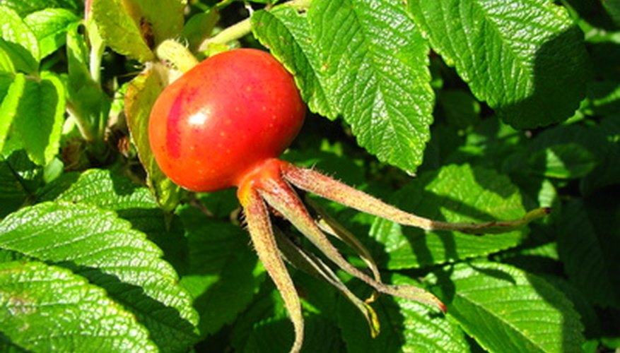 how-to-harvest-rose-hips-garden-guides