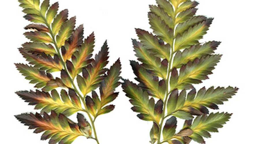Fronds contain the stipe and the blade. Fronds contain the stipe and the blade.