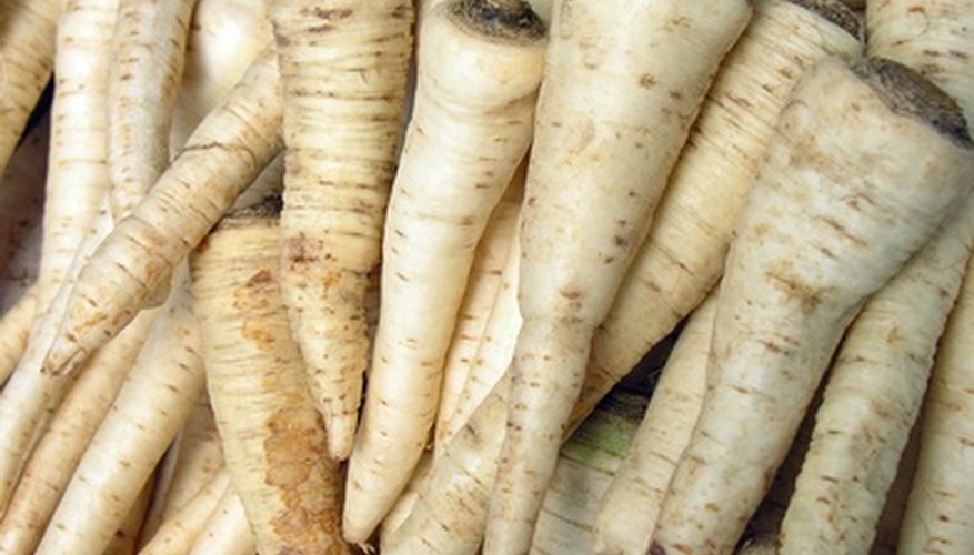Parsnips display a clear example of a taproot system. Parsnips display a clear example of a taproot system.