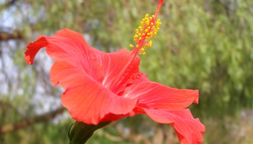 Tropical hibiscus has spectacular one-day flowers. Tropical hibiscus has spectacular one-day flowers.