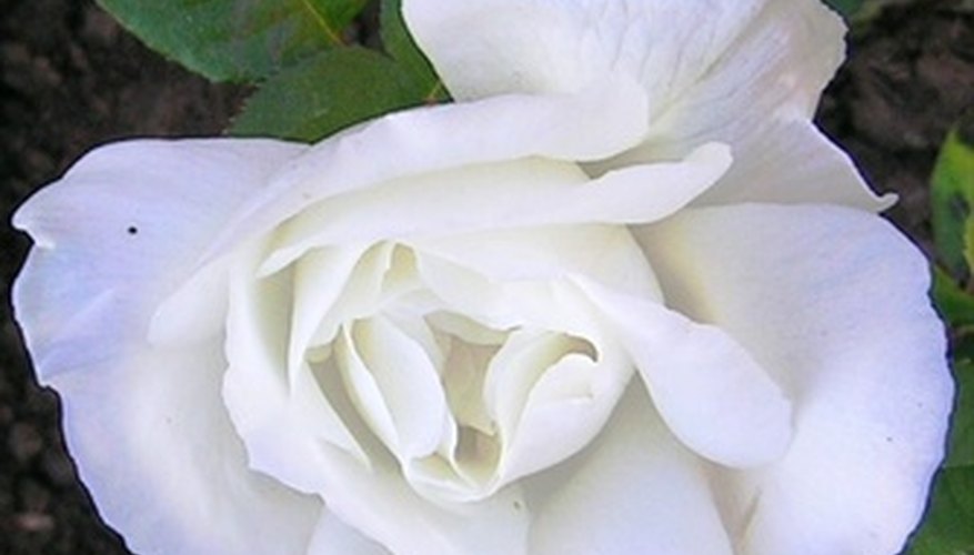 White roses add color contrast to a garden. White roses add color contrast to a garden.
