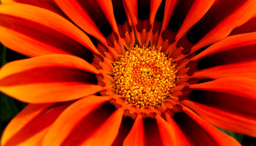 Gazania is only one of the plants suitable for small borders. Gazania is only one of the plants suitable for small borders.