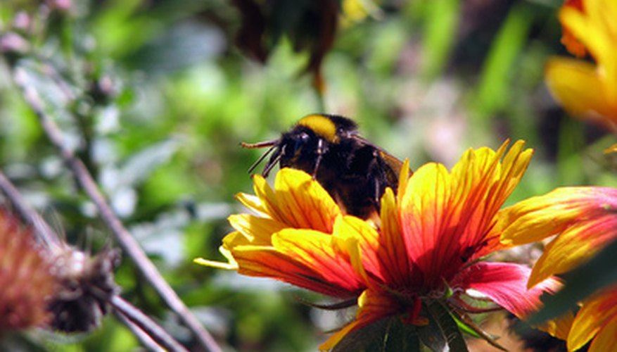 The bright colors and sweet smell of flowers attract pollinators, such as this bumblebee. The bright colors and sweet smell of flowers attract pollinators, such as this bumblebee.