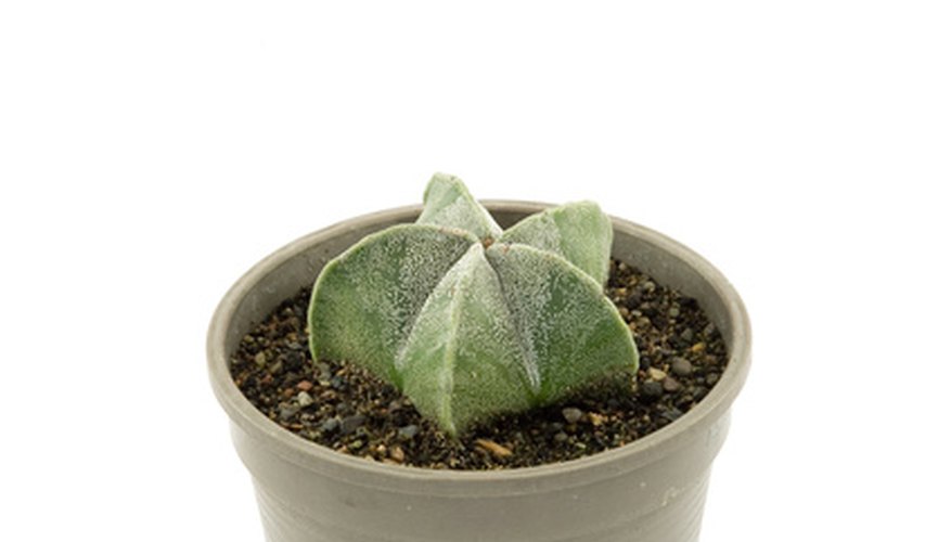 Potting soil has both benefits and dangers. Potting soil has both benefits and dangers.